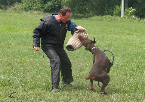 Dogs in training 6/2007